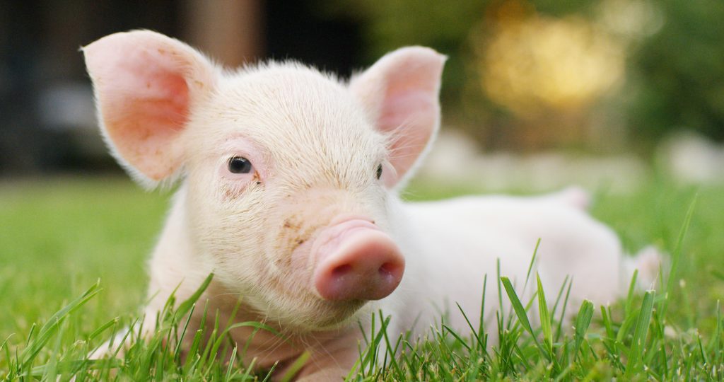 Schweinefleisch (Foto: Adobe Stock)