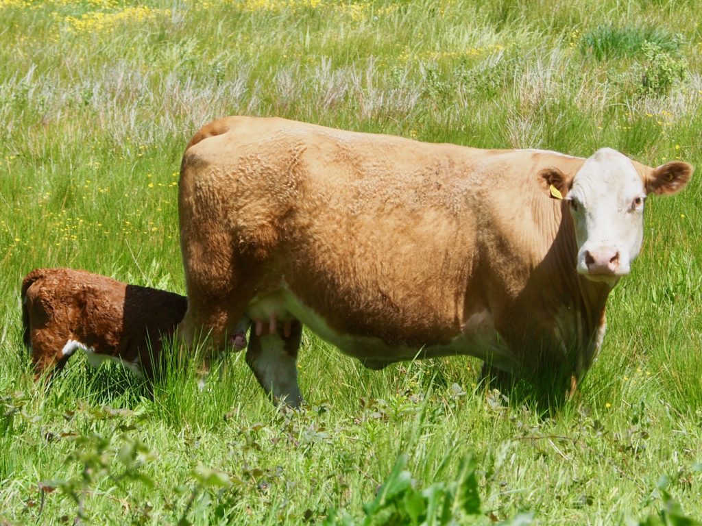 Kuhmilch ist für Kälber gemacht