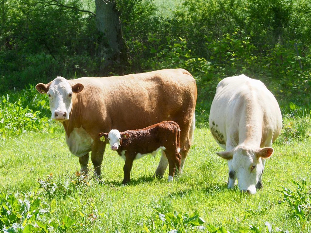 Die Milch macht's - aber nicht gesund