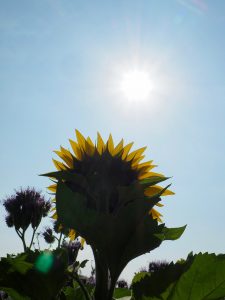 Sonnenhormon Vitamin D