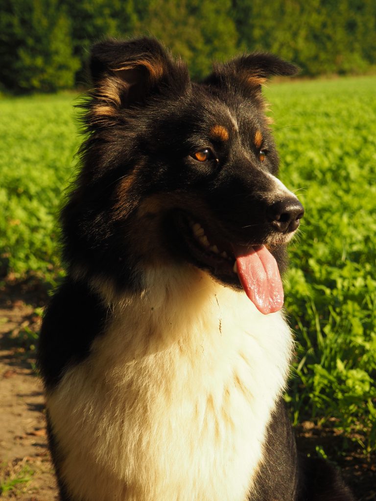 Holly