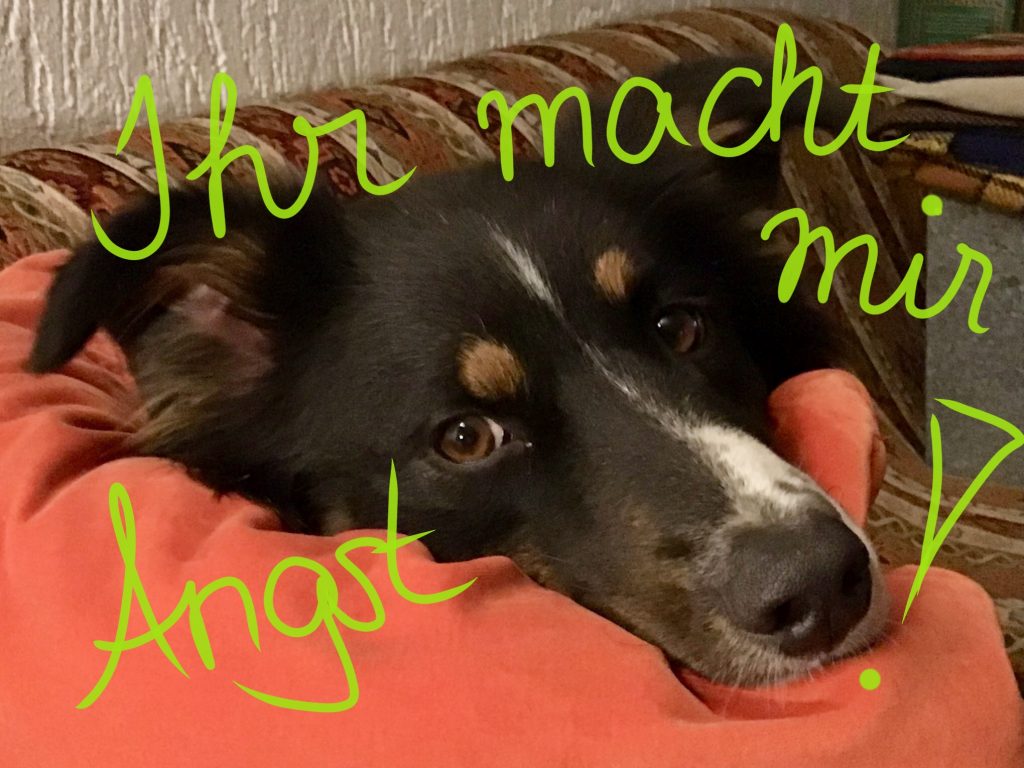 Böller sind doof und machen mir Angst!