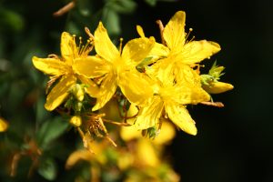 Johanniskraut