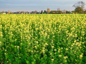 Glyphosat auf den Feldern und auf unseren Tellern