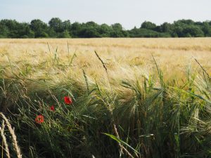 Glyphosat auch auf unseren Feldern?