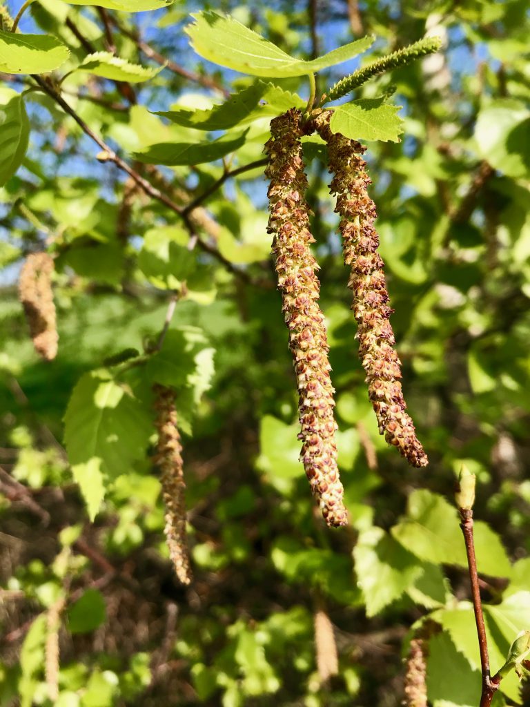 Birkenpollen Naturheilpraxis Birgit Muhr