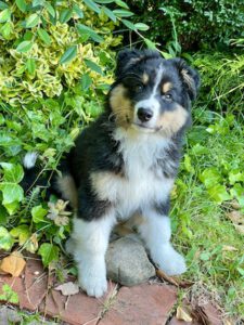 Das ist Pippa, mein neues Rudelmitglied